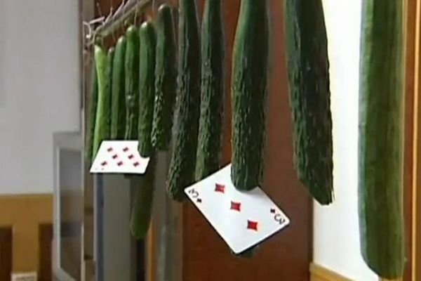 Slicing vegetables with thrown playing cards_3